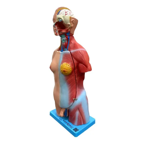 Modelo De Torso Assexuado 45 Cm Em 25 Partes Foto 1