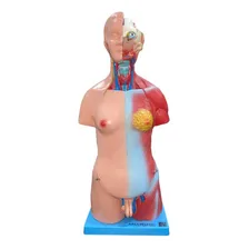 Modelo De Torso Assexuado 45 Cm Em 25 Partes Foto mini 2