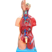 Modelo De Torso Assexuado 45 Cm Em 25 Partes Foto mini 4