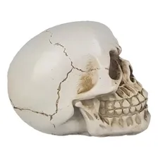 Modelo Do Corpo Humano Cranio 4d Foto mini 2