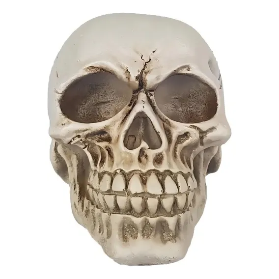 Modelo Do Corpo Humano Cranio 4d Foto 1
