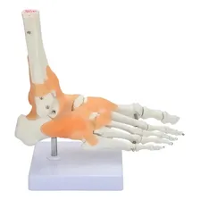 Modelo Do Pé Humano Anatomia Do Corpo Articulado Ligamentos Foto mini 3