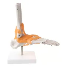 Modelo Do Pé Humano Anatomia Do Corpo Articulado Ligamentos Foto mini 2