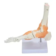 Modelo Do Pé Humano Anatomia Do Corpo Articulado Ligamentos Foto mini 1