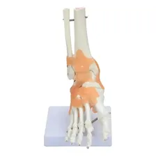 Modelo Do Pé Humano Anatomia Do Corpo Articulado Ligamentos Foto mini 4