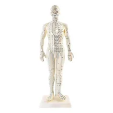 Modelo Humano Acupuntura Pontos Meridianos Boneco 50 Cm Foto  mini 1