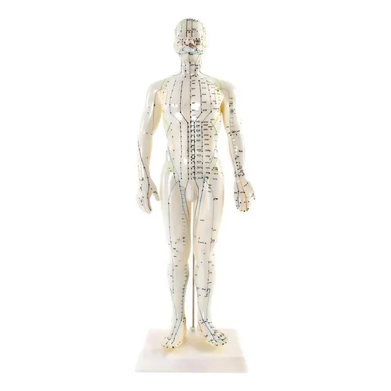 Modelo Humano Acupuntura Pontos Meridianos Boneco 50 Cm Foto 1