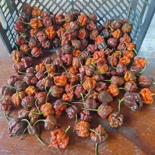 Molho Pimenta Carolina Reaper Chocolate - Viciado Em Pimenta Foto mini  2