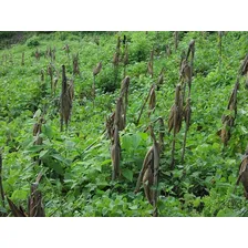 Mucuna Preta / Mucuna Pruriens Sementes P/ Plantio 10kg Foto mini  3