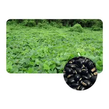 Mucuna Preta / Mucuna Pruriens Sementes P/ Plantio 10kg Foto  mini 1