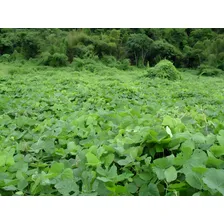 Mucuna Preta P/ Recuperação De Solos Degradados 1kg Foto mini 4