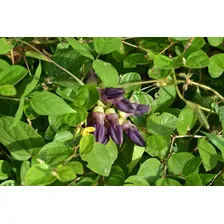 Mucuna Preta P/ Recuperação De Solos Degradados 1kg Foto mini 2