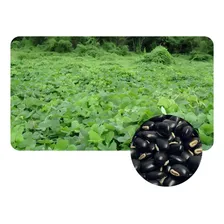 Mucuna Preta P/ Recuperação De Solos Degradados 1kg Foto mini 1