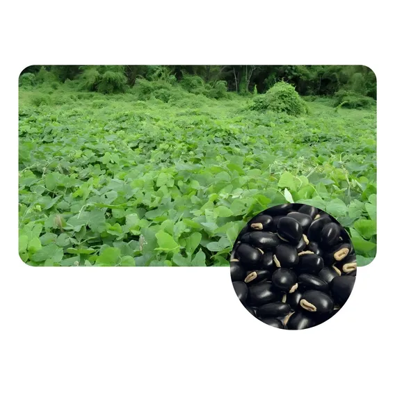 Mucuna Preta P/ Recuperação De Solos Degradados 1kg Foto 1