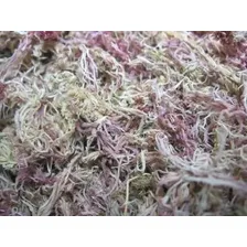 Musgo Branco Esfagno Sfagno Sphagnum Seco OrquÃdeas 2 Litros Foto mini 2