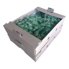 Musgo Estrelinha Terrário Decorativo Jardim Vertical Kit 2cx Foto  mini 1