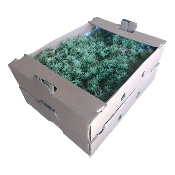 Musgo Estrelinha Terrário Decorativo Jardim Vertical Kit 2cx Foto 1