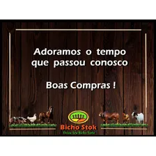 Mutilação Calopsita Aves Galinha Galo Codorna PÔssaro Ganso Foto mini 3