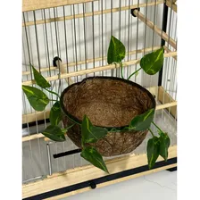 Ninho Para Trinca-ferro Com Folha - Fibra De Coco Picotada - Almeidas Foto mini  2