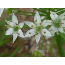 Nira Alho Japonês Cebolinha Chinesa Allium 30 Sementes Foto mini 2