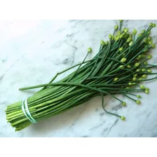 Nira Alho Japonês Cebolinha Chinesa Allium 30 Sementes Foto mini 1
