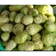 Noni Fruta Medicinal Antioxidante Fonte De Vitaminas 500ml Foto mini 3