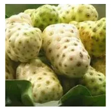 Noni Fruta Medicinal Antioxidante Fonte De Vitaminas 500ml Foto mini 2