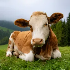 Noxon Pro Rumen - 34g Foto mini  2
