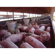 Núcleo Premix P/ Suinos 15 Kg Faz 3,75 Ton Ração P/ Porco Foto mini 3