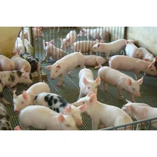 Núcleo Premix P/ Suinos 15 Kg Faz 3,75 Ton Ração P/ Porco Foto mini 4