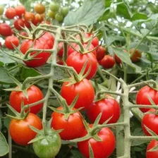 Nutriente Completo Para Hidroponia 1000 Litros - Frutos Foto mini 4