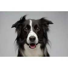 Ograx Artro 20 30 Suplemento Cápsulas Suplemento Colágeno Para Cães Avert Foto mini 2