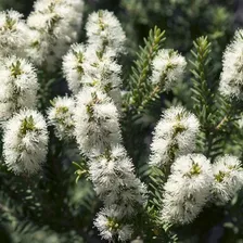 Óleo Essencial Tea Tree - Melaleuca Via Aroma 10ml Foto mini  3