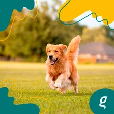 Omega 3 Dog 500mg - Organnact Foto mini 4