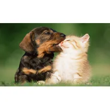 Painel Adesivo Decorativo Parede Cachorro Gato Cor Colorido Foto  mini 1
