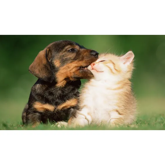 Painel Adesivo Decorativo Parede Cachorro Gato Cor Colorido Foto 1