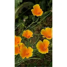 Papoula Da Califórnia Sortida - 1gr - 800 Sementes Aprox Foto  mini 1