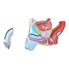 Patologias Do Sistema Urogenital Masculino Anatomia Foto mini 3