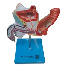Patologias Do Sistema Urogenital Masculino Anatomia Foto mini 1