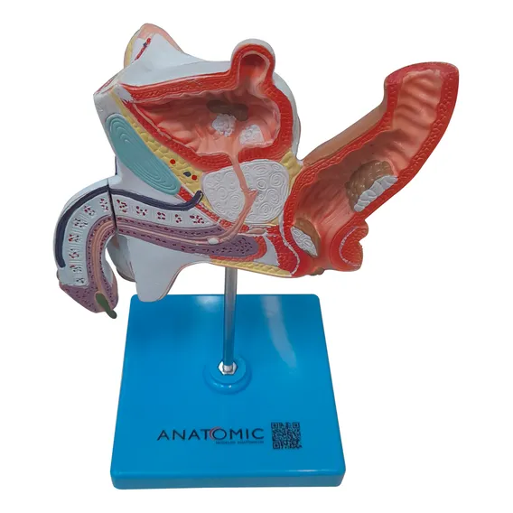 Patologias Do Sistema Urogenital Masculino Anatomia Foto 1