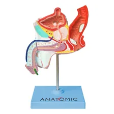 Patologias Do Sistema Urogenital Masculino Anatomia Foto mini 4