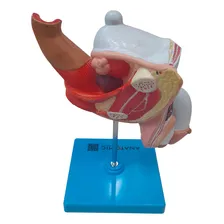 Patologias Do Sistema Urogenital Masculino Anatomia Foto mini 2