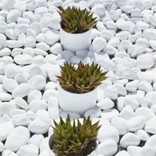 Pedra Branca Jardim 10kg Grande Cascalho Dolomita Planta NÂș4 Cor Branco Granulometria mĂĄxima 8 cm Granulometria mĂnima 6 cm Foto mini 2