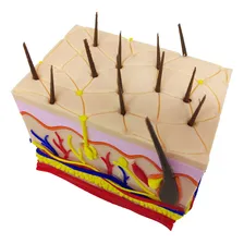 Pele 3d Ampliada Vasos Nervos Gordura Modelo Anatomia Foto mini 3