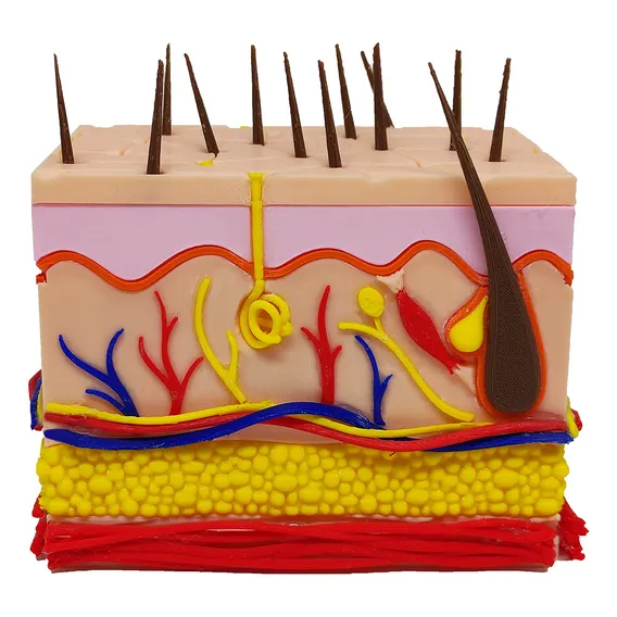 Pele 3d Ampliada Vasos Nervos Gordura Modelo Anatomia Foto 1