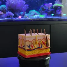 Pele 3d Ampliada Vasos Nervos Gordura Modelo Anatomia Foto mini 4
