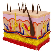 Pele 3d Ampliada Vasos Nervos Gordura Modelo Anatomia Foto mini 2