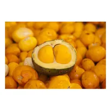 Pequi Fatiado Em Conserva Pote Com 300g Foto mini 3