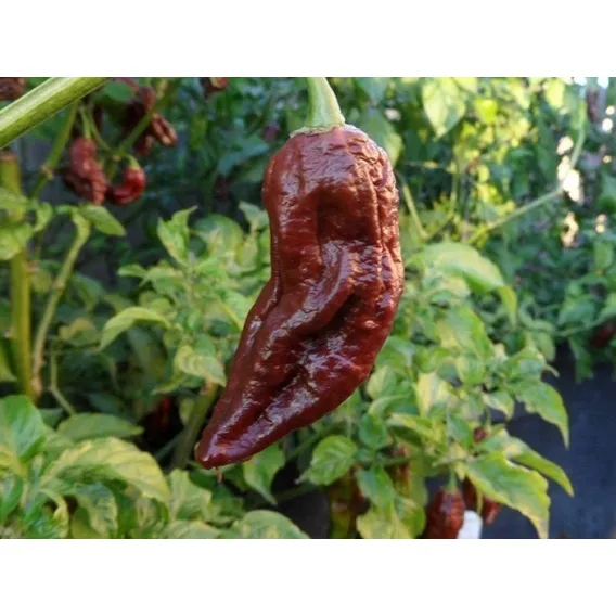 Pimenta Bhut Jolokia Chocolate - 400mg De Sementes Foto 1