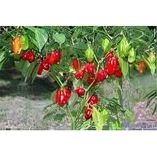 Pimenta Boyra Habanero Vermelha - 1,6g = 320 Sementes Foto mini 1